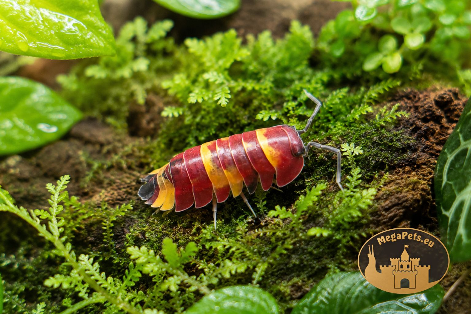 Merulanella sp. Scarlet w terrarium bioaktywnym na korze