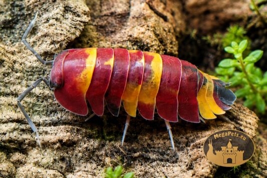 Merulanella sp. Scarlet w terrarium bioaktywnym na korze