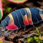 Merulanella sp. Tricolor – makro Makro Merulanella sp. Tricolor prezentujące intensywne trójkolorowe wybarwienie
