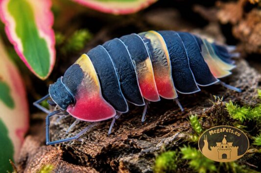 Makro Merulanella sp. Tricolor prezentujące intensywne trójkolorowe wybarwienie
