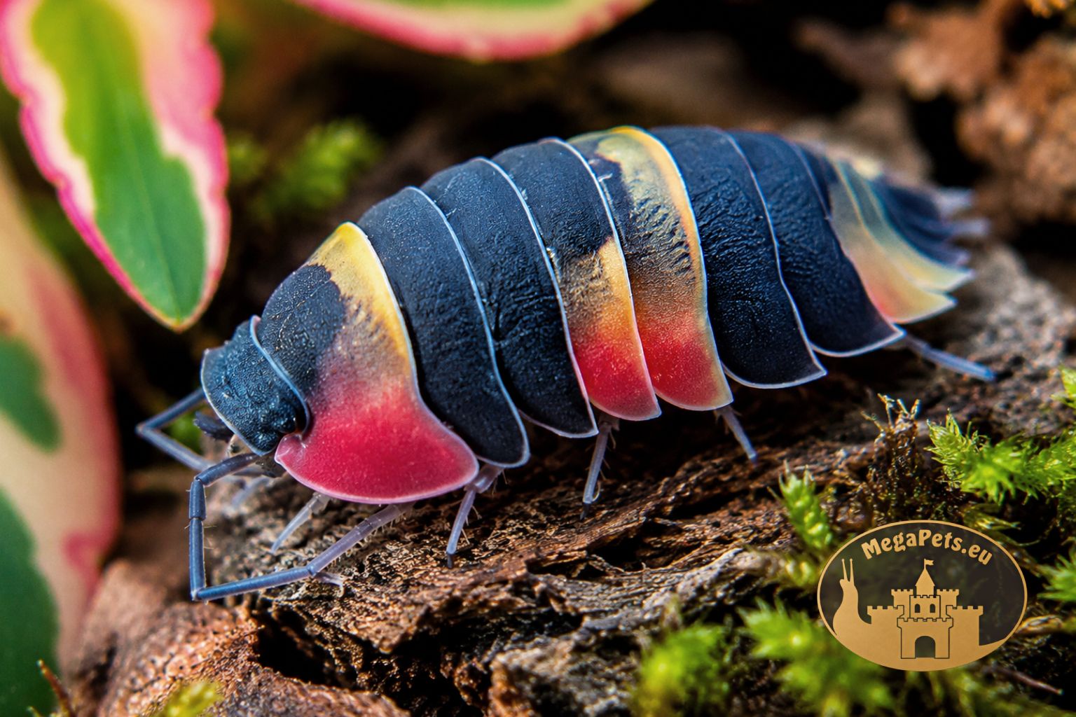 Merulanella sp. Tricolor – makro Makro Merulanella sp. Tricolor prezentujące intensywne trójkolorowe wybarwienie