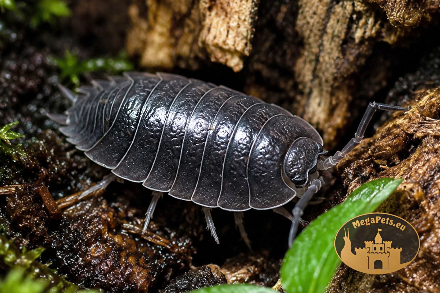 porcellio-laevis-black-milk-alternatywa-dairy-cow-megapets-eu Porcellio laevis Black Milk – ciemna odmiana inspirowana popularnymi Dairy Cow