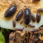 porcellio-laevis-black-milk-kolonia-alternatywa-dairy-cow-megapets-eu Porcellio laevis Black Milk – alternatywa dla popularnych Dairy Cow do terrarium bioaktywnego