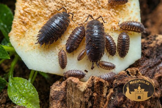 Porcellio laevis Black Milk – alternatywa dla popularnych Dairy Cow do terrarium bioaktywnego