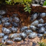 Porcellio laevis Dairy Cow – kolonia prosionków w terrarium bioaktywnym MegaPets.eu