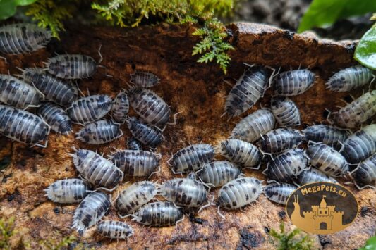 Porcellio laevis Dairy Cow – kolonia prosionków w terrarium bioaktywnym MegaPets.eu