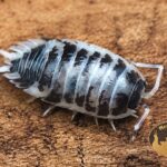 Porcellio laevis Dairy Cow – zbliżenie charakterystycznego czarno-białego ubarwienia