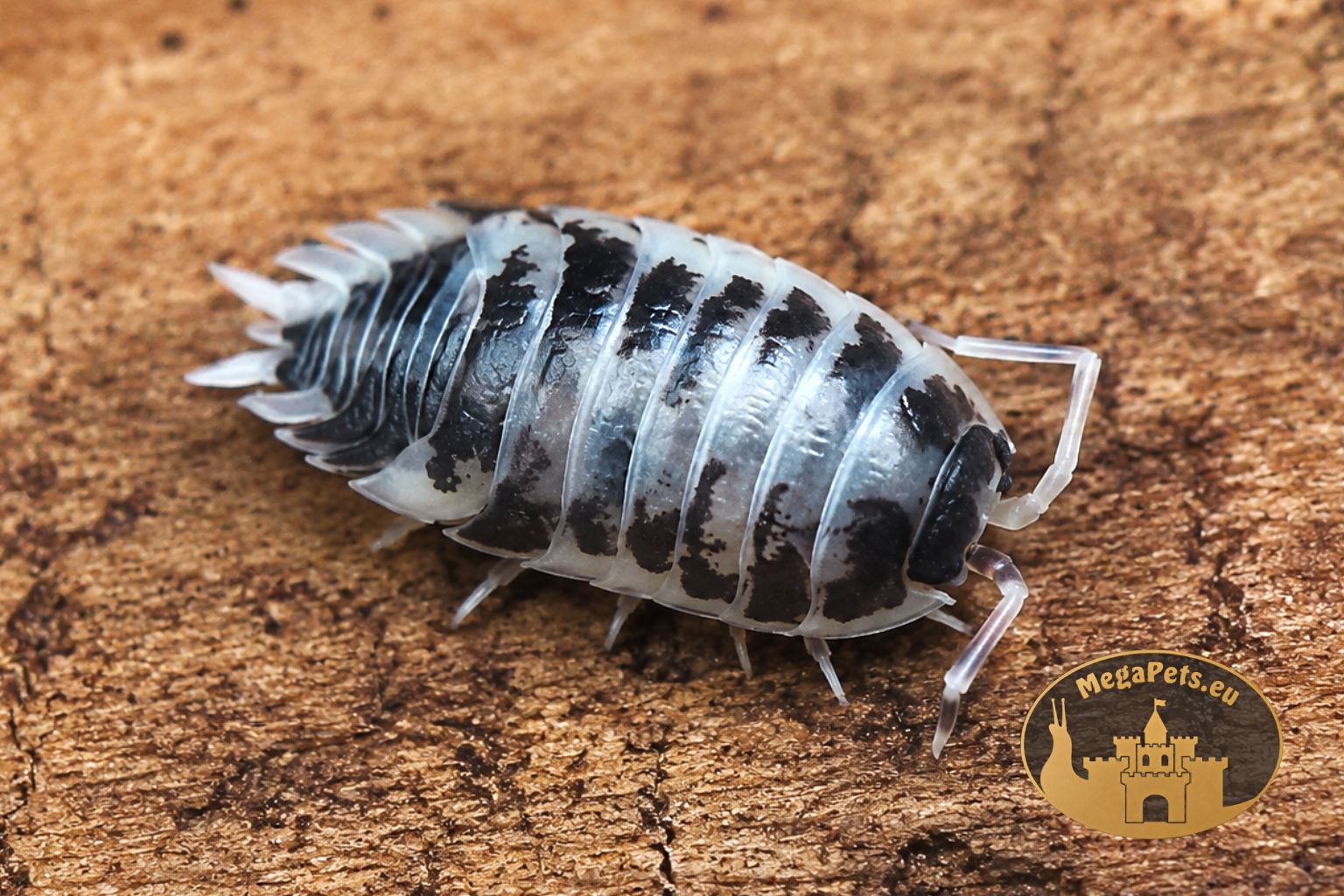 Porcellio laevis Dairy Cow – zbliżenie charakterystycznego czarno-białego ubarwienia