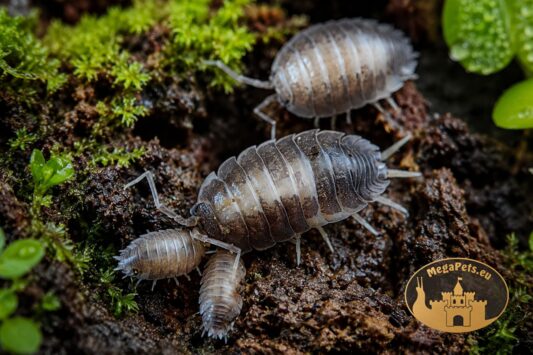 Kolonia Porcellio laevis Milk Back – ekipa sprzątająca do terrarium bioaktywnego