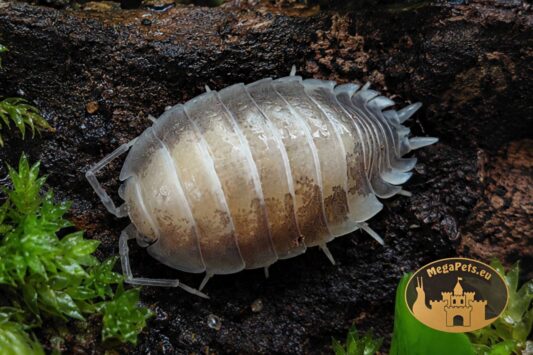 Porcellio laevis Milk Back – prosionek o mlecznobiałym grzbiecie do terrarium bioaktywnego