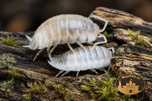 Kolonia Porcellio laevis White Milk – naturalna ekipa sprzątająca do terrarium bioaktywnego