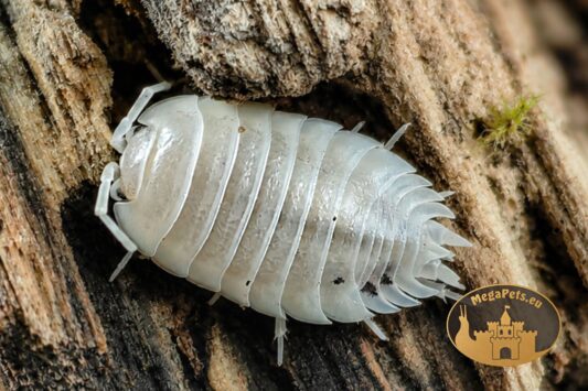 Porcellio laevis White Milk – jasne prosionki do terrarium bioaktywnego