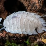 porcellio-scaber-dalmatian-prosionki-ekipa-sprzatajaca-megapets-eu Porcellio scaber Dalmatian – prosionek o biało-kremowym ubarwieniu z ciemnymi plamkami