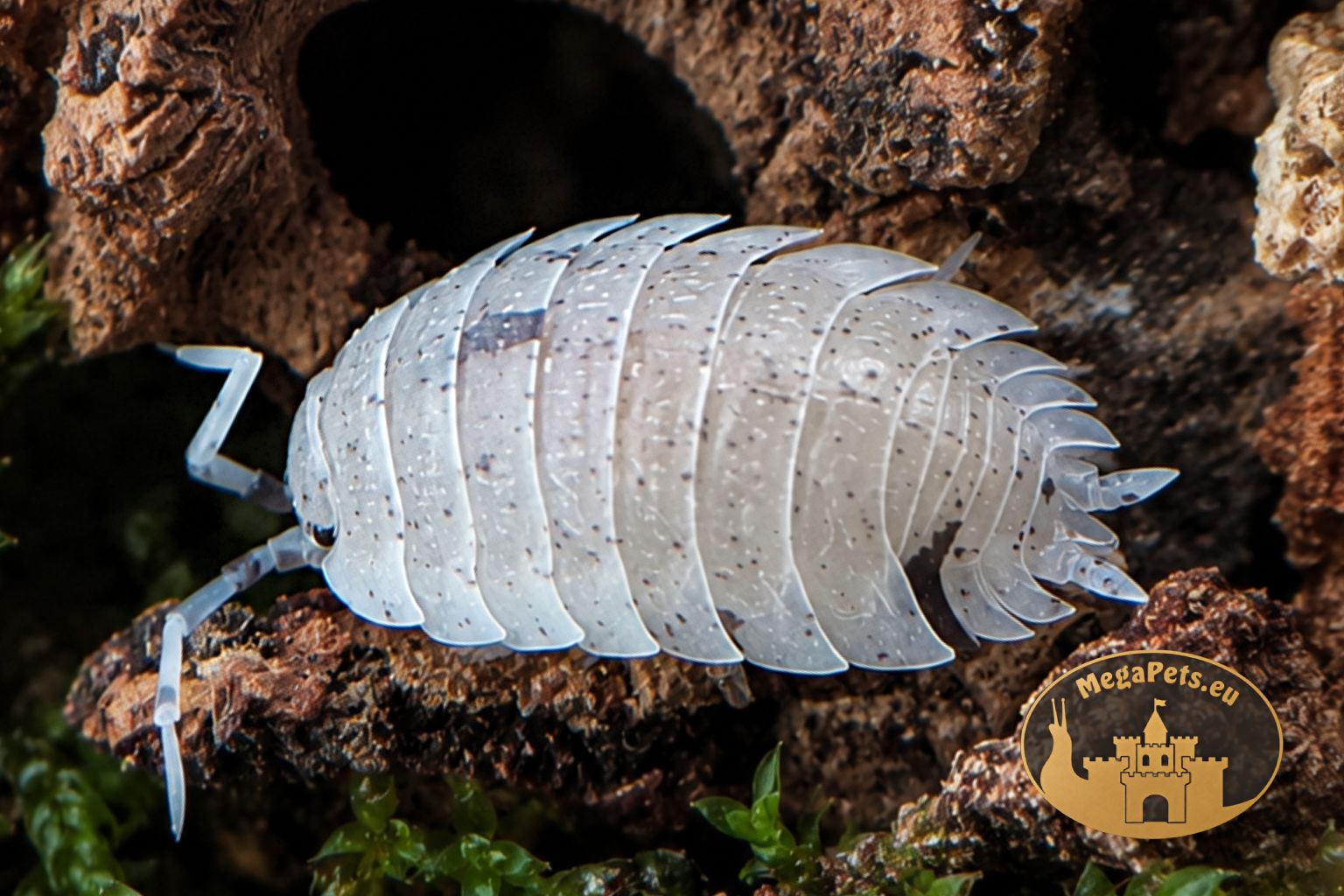 porcellio-scaber-dalmatian-prosionki-ekipa-sprzatajaca-megapets-eu Porcellio scaber Dalmatian – prosionek o biało-kremowym ubarwieniu z ciemnymi plamkami