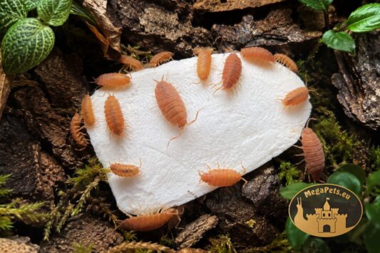 Porcellionides pruinosus Orange – kolonia pomarańczowych prosionków w terrarium bioaktywnym