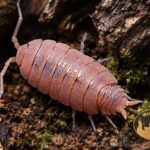 Porcellionides pruinosus Orange – pomarańczowe prosionki do terrarium bioaktywnego