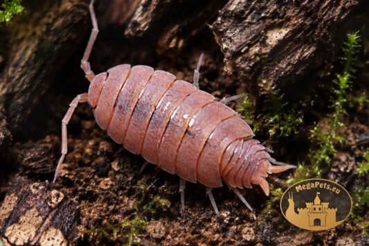 Porcellionides pruinosus Orange – pomarańczowe prosionki do terrarium bioaktywnego