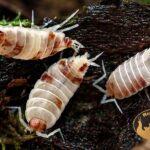 porcellionides-pruinosus-red-koi-prosionki-ekipa-sprzatajaca-megapets-eu Porcellionides pruinosus Red Koi – czerwono-białe prosionki do terrarium bioaktywnego, naturalna ekipa sprzątająca