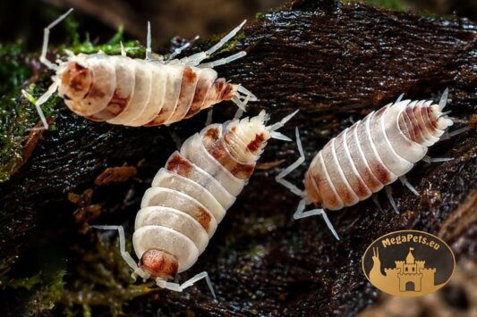 Porcellionides pruinosus Red Koi – czerwono-białe prosionki do terrarium bioaktywnego, naturalna ekipa sprzątająca