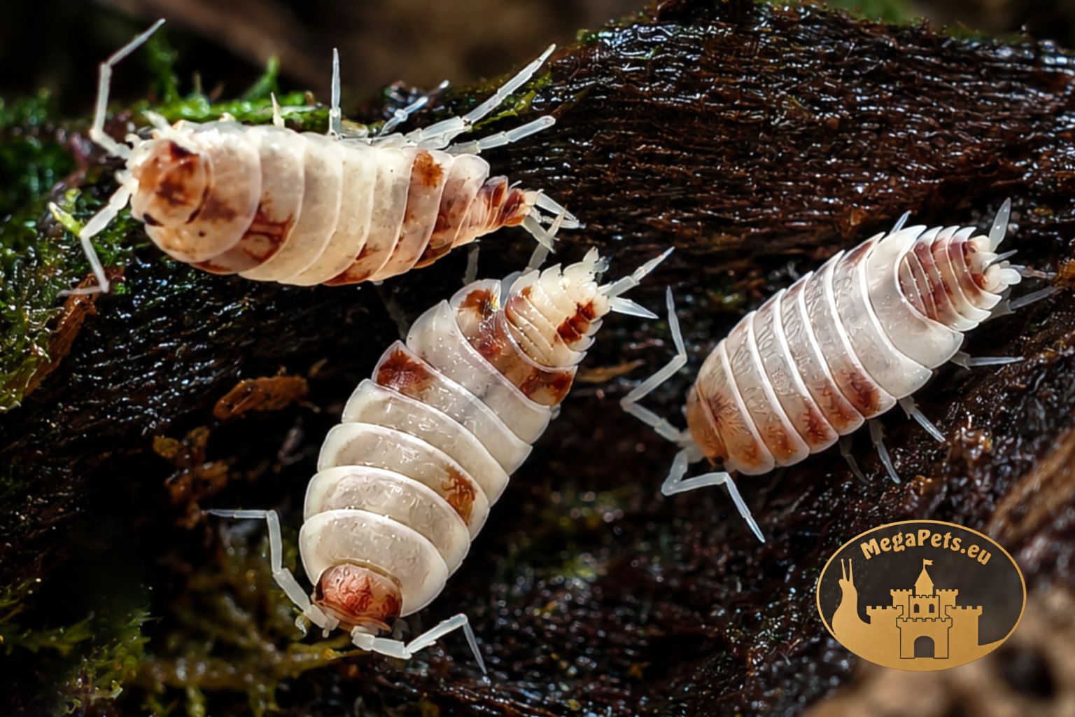 porcellionides-pruinosus-red-koi-prosionki-ekipa-sprzatajaca-megapets-eu Porcellionides pruinosus Red Koi – czerwono-białe prosionki do terrarium bioaktywnego, naturalna ekipa sprzątająca