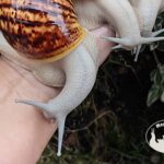archachatina-marginata-ovum-silver-body-p21-megapets-eu Archachatina marginata ovum silver body z hodowli MegaPets.eu