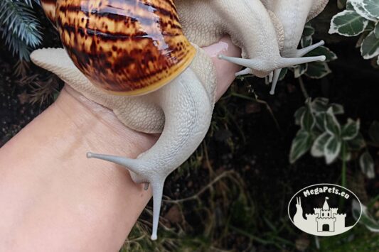 Archachatina marginata ovum silver body z hodowli MegaPets.eu