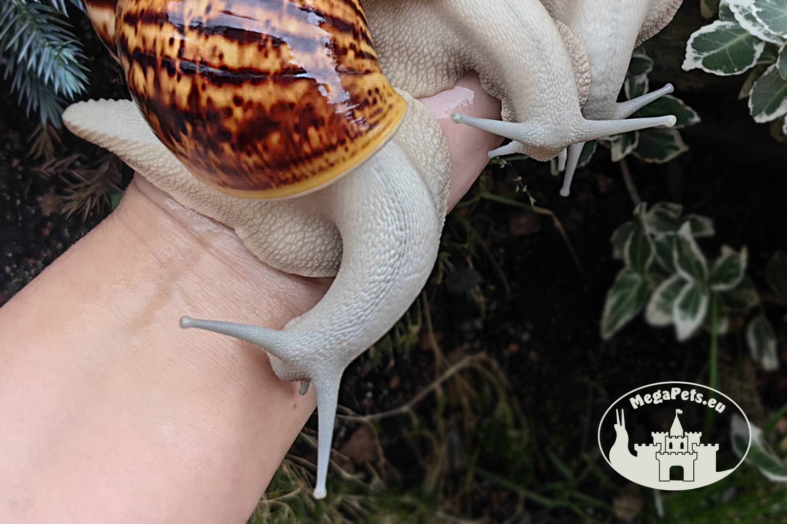 archachatina-marginata-ovum-silver-body-p21-megapets-eu Archachatina marginata ovum silver body z hodowli MegaPets.eu