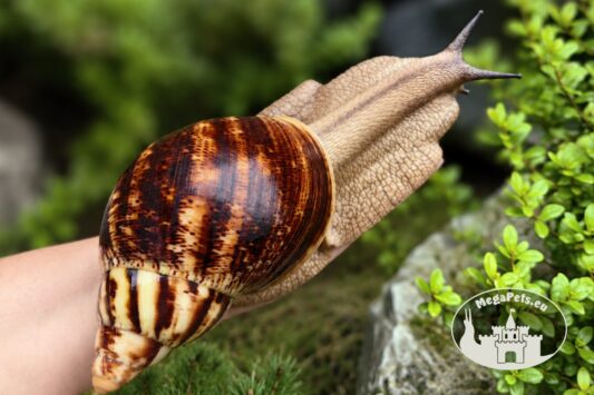 Archachatina marginata ovum XXL standard z hodowli MegaPets.eu