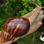 Archachatina marginata ovum XXL standard z hodowli MegaPets.eu