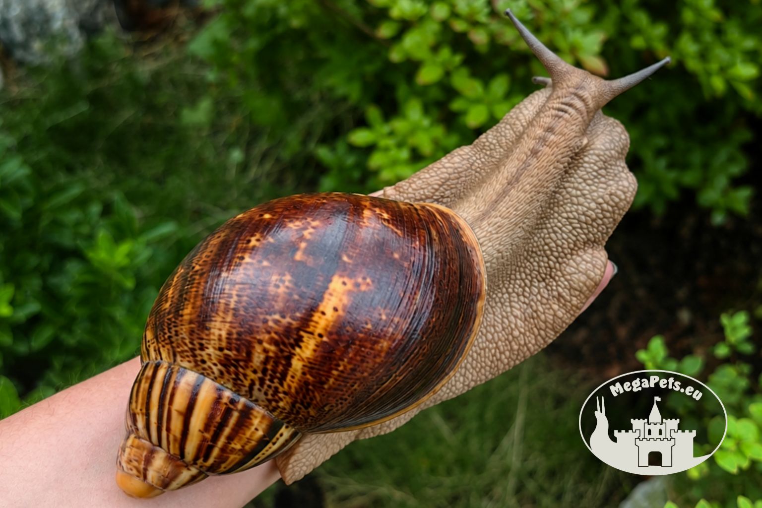 Archachatina marginata ovum XXL standard z hodowli MegaPets.eu