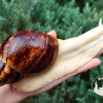 Archachatina marginata ovum albino body z hodowli MegaPets.eu
