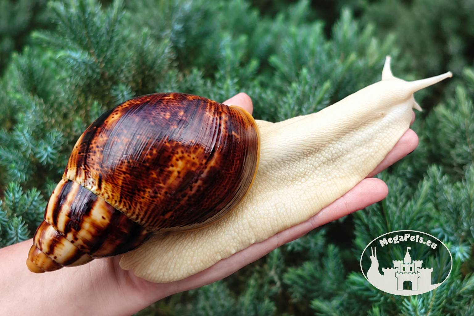 Archachatina marginata ovum albino body z hodowli MegaPets.eu