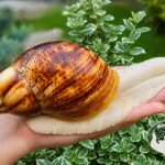 Archachatina marginata ovum albino body z hodowli MegaPets.eu