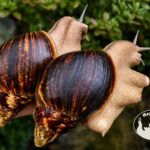 Archachatina marginata ovum XXL standard z hodowli MegaPets.eu