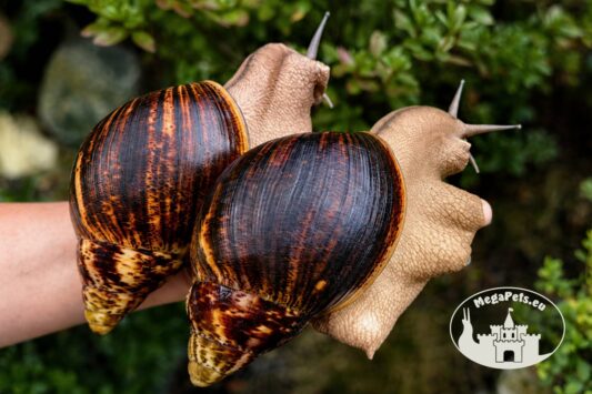 Archachatina marginata ovum XXL standard z hodowli MegaPets.eu