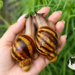 archachatina-marginata-ovum-xxl-standard-wc-p18-megapets-eu Archachatina marginata ovum XXL standard WC z hodowli MegaPets.eu