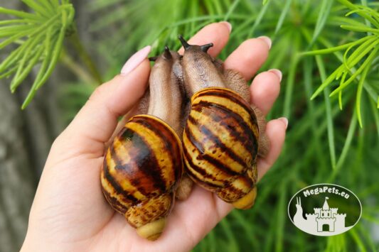 Archachatina marginata ovum XXL standard WC z hodowli MegaPets.eu