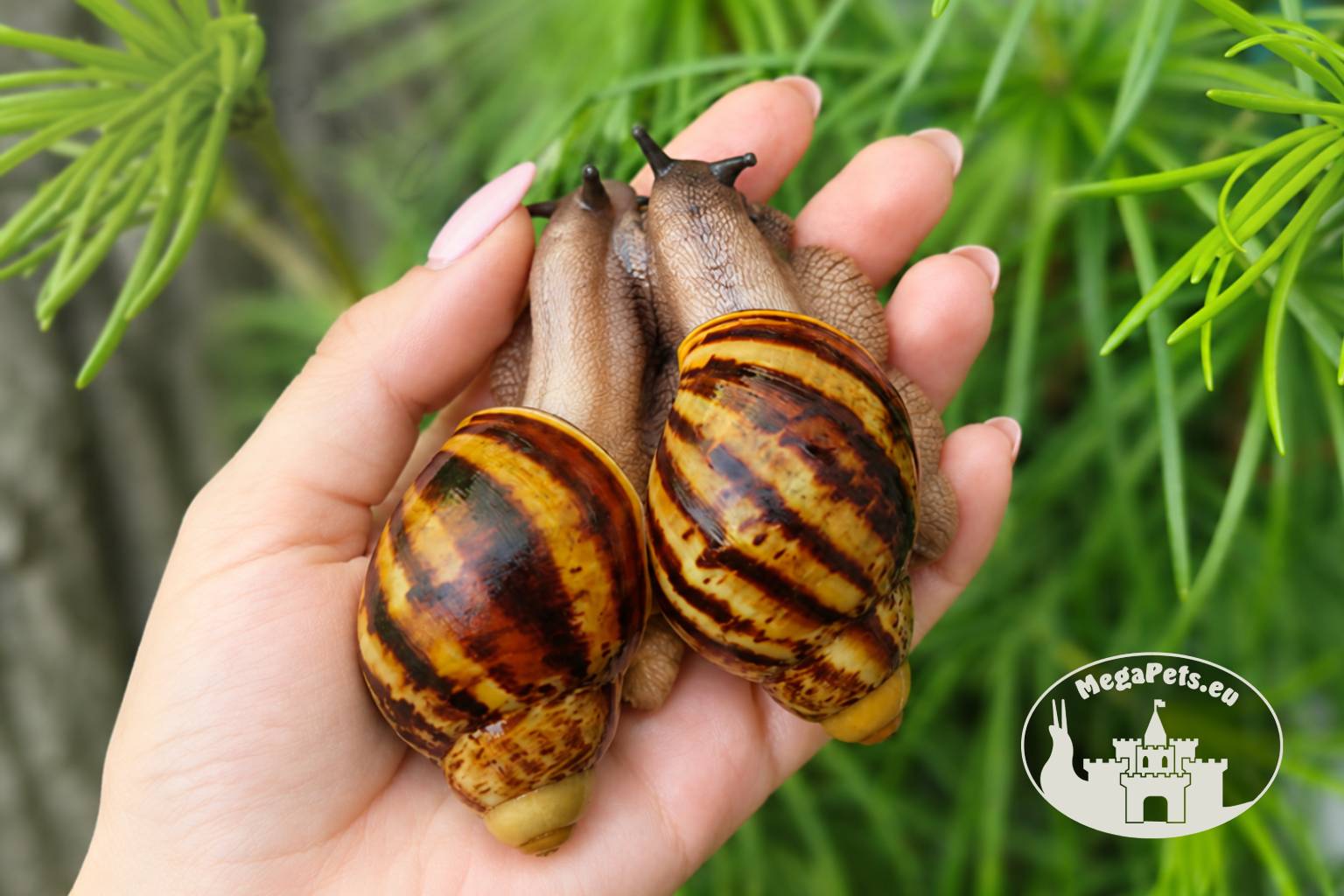archachatina-marginata-ovum-xxl-standard-wc-p18-megapets-eu Archachatina marginata ovum XXL standard WC z hodowli MegaPets.eu