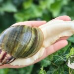 Archachatina rhodostoma albino body – młody ślimak egzotyczny z hodowli MegaPets.eu