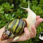 Archachatina rhodostoma albino body – młody ślimak egzotyczny z hodowli MegaPets.eu