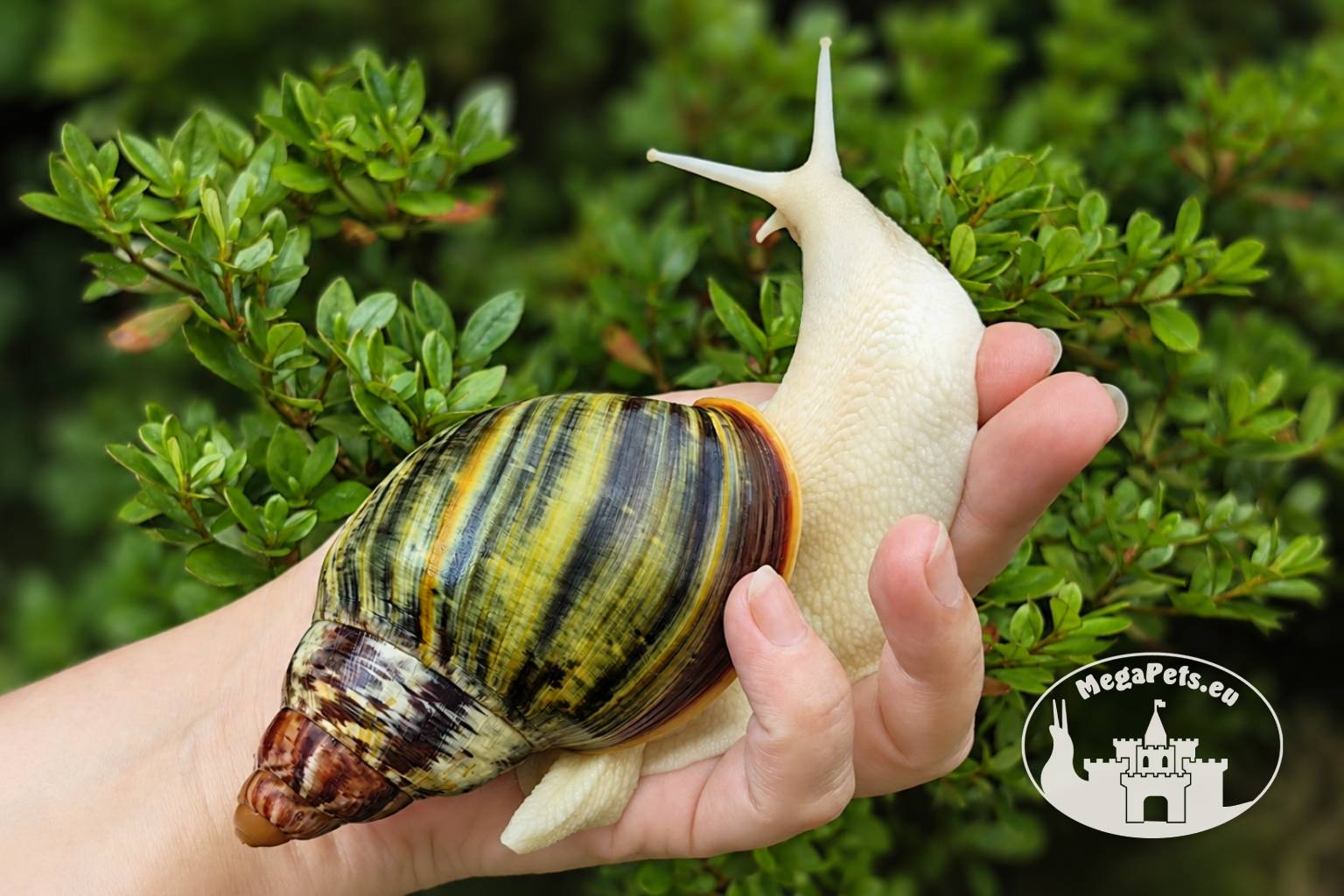 Archachatina rhodostoma albino body – młody ślimak egzotyczny z hodowli MegaPets.eu