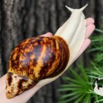 Archachatina marginata ovum albino body z hodowli MegaPets.eu