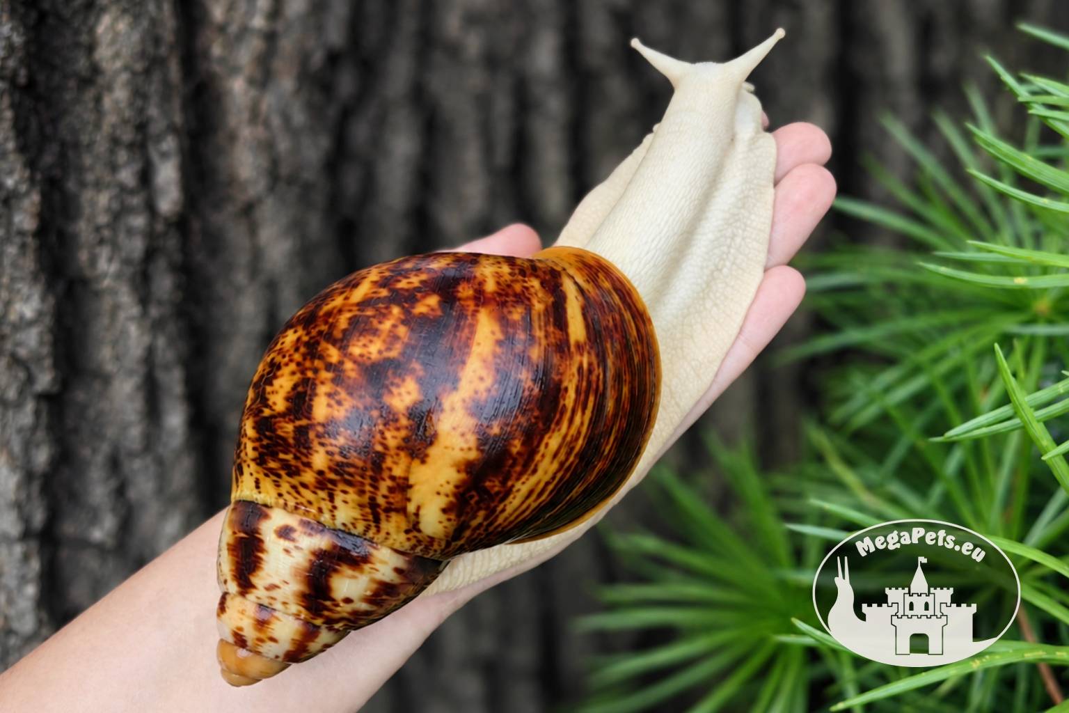 Archachatina marginata ovum albino body z hodowli MegaPets.eu