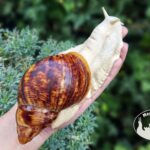Archachatina marginata ovum albino body z hodowli MegaPets.eu