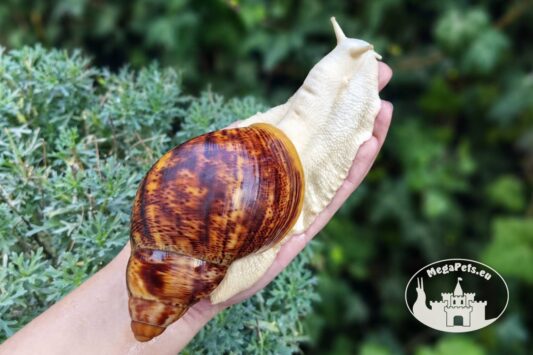 Archachatina marginata ovum albino body z hodowli MegaPets.eu