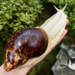 Archachatina marginata ovum albino body z hodowli MegaPets.eu