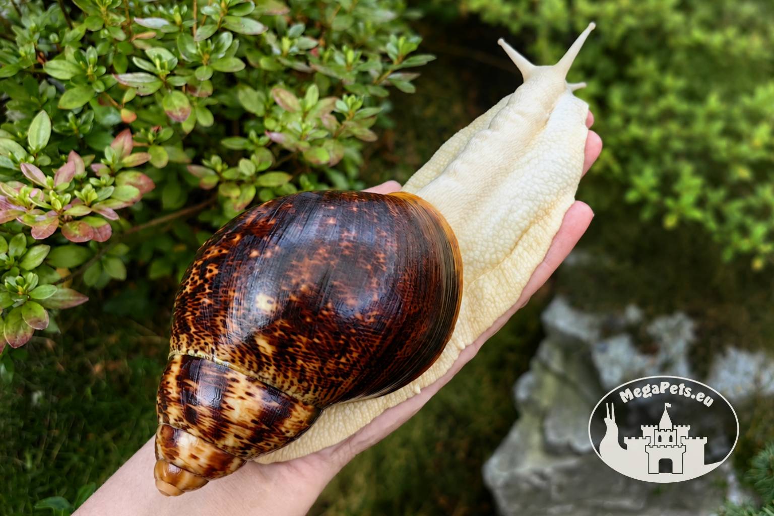 Archachatina marginata ovum albino body z hodowli MegaPets.eu