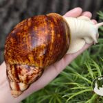 Archachatina marginata ovum pseudoleucistic z hodowli MegaPets.eu