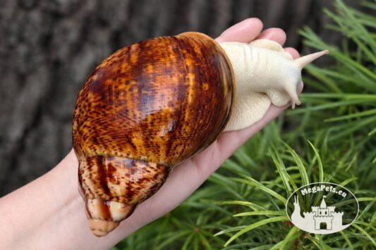 Archachatina marginata ovum pseudoleucistic z hodowli MegaPets.eu