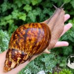 Archachatina marginata ovum XXL standard z hodowli MegaPets.eu